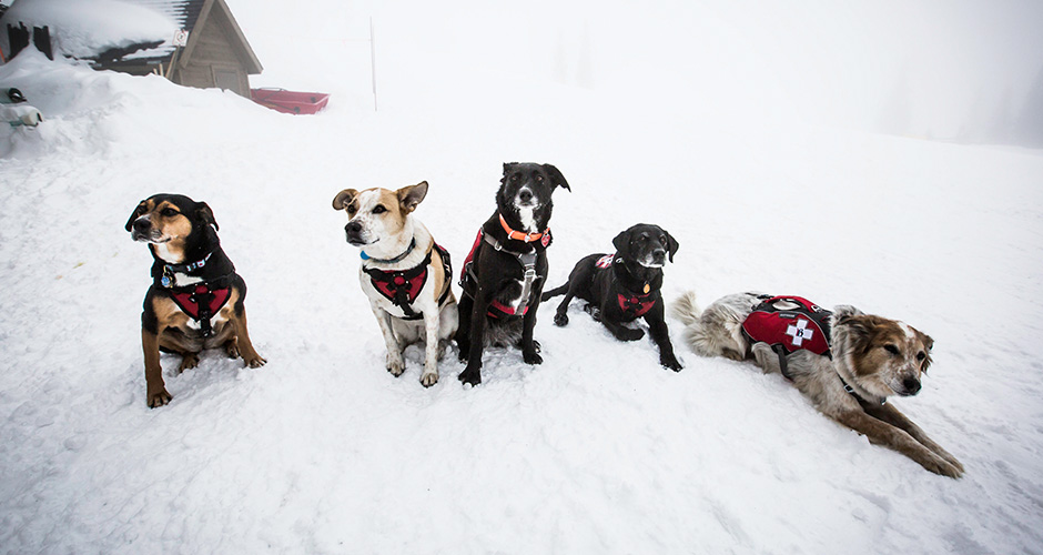 Because Scout loves ski patrol puppies! Photo: Vail Resorts
