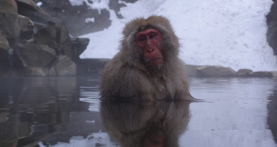 A visit to the Snow Monkeys is a popular day trip. Photo: Scout