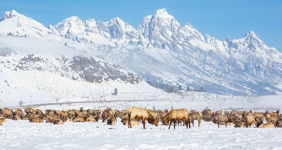 Elk Refuge. Photo: Jackson Hole Mountain Resort