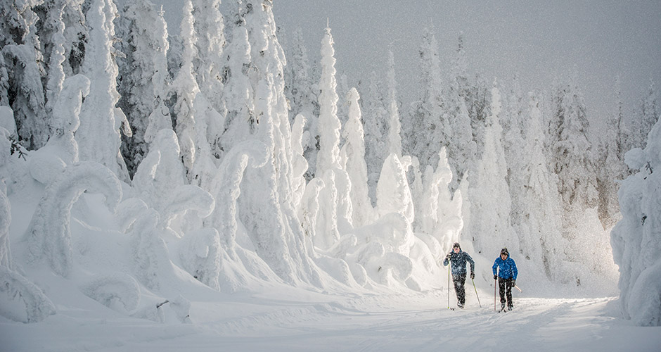 Silver Star has 50km of cross country trails. Photo: Silver Star Mountain Resort