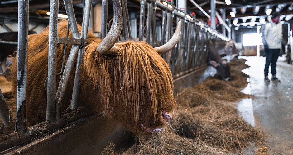 Visit an active dairy in Val d’Isere.  Photo: Val d’Isere Tourism