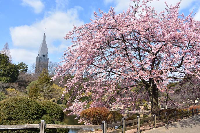 Cherry blossoms in full bloom