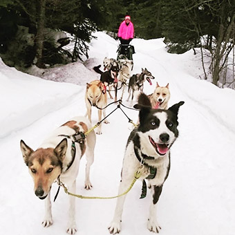 Photo: Mountain Man Dog Sled Adventures